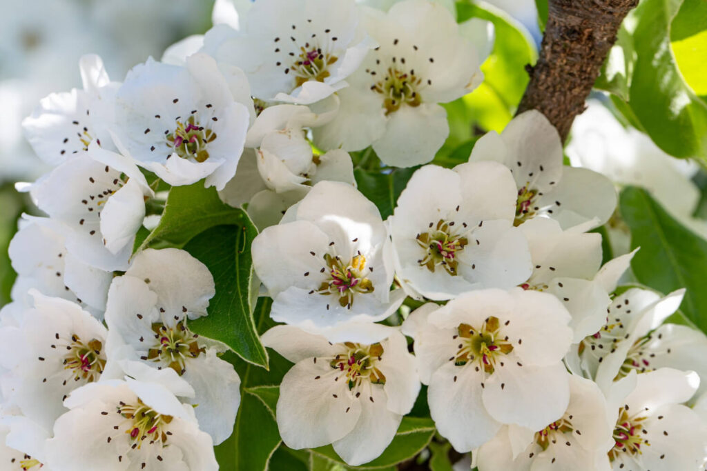 MELI in FIORE della VAL di NON. Passeggiata podistica tra i meleti di Tassullo.