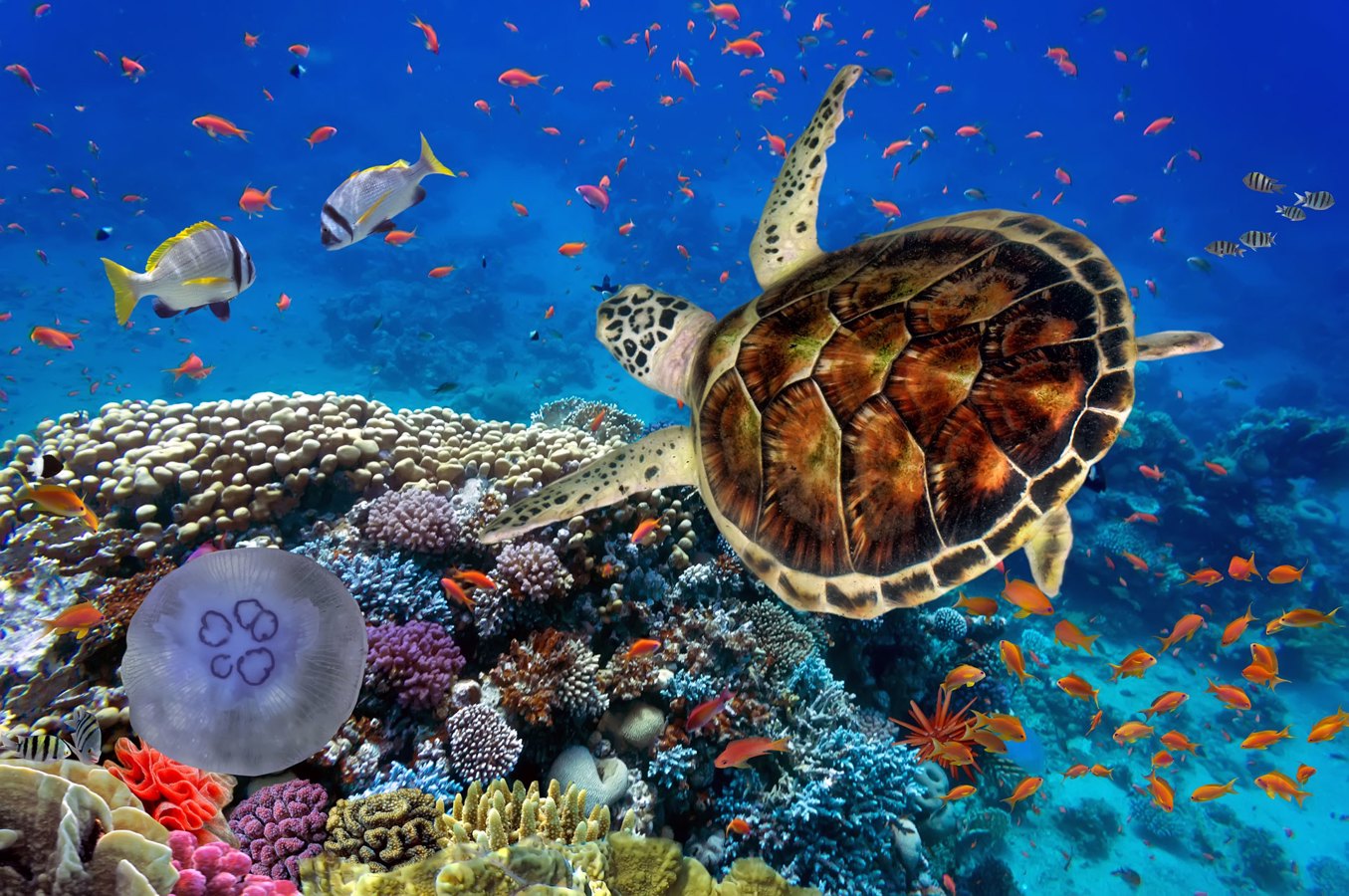 Marsa Alam Mediavalle Viaggi Lucca