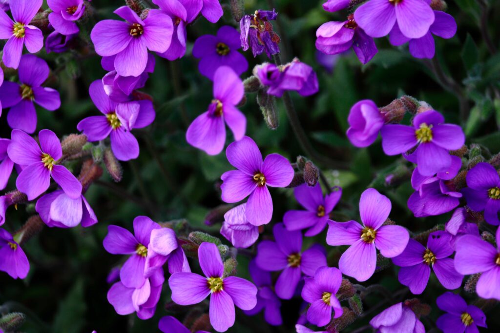 Festa delle Violette - Costa Azzurra