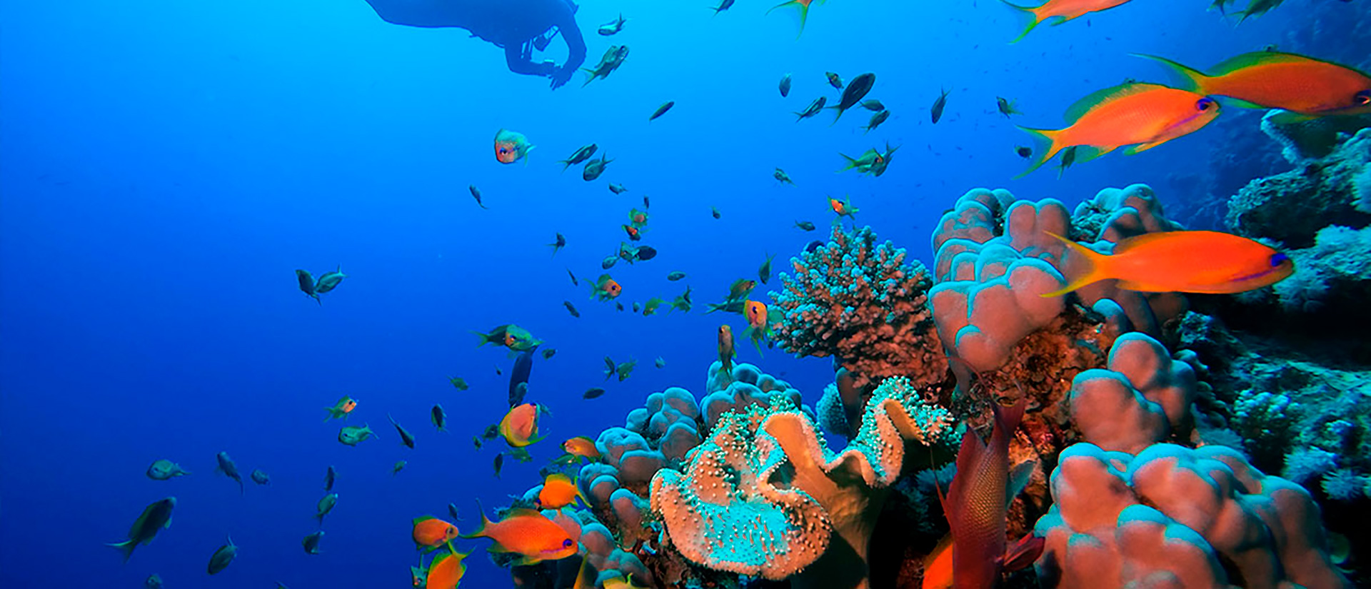 sharm