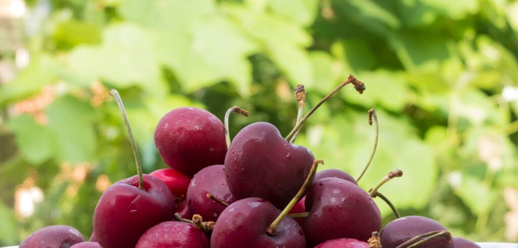 Vignola e le Ciliegie | 8 Giugno