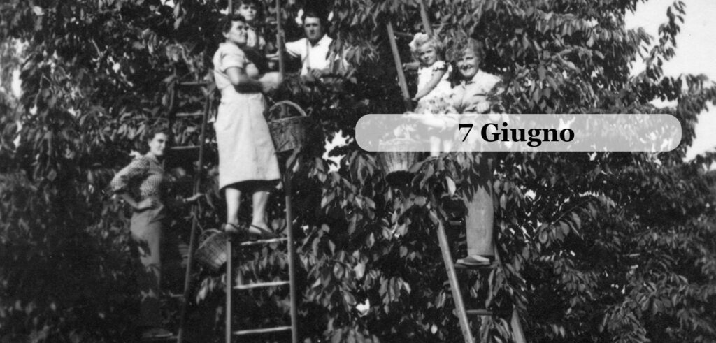 VIGNOLA e la Raccolta delle Ciliegie | Giugno 2026
