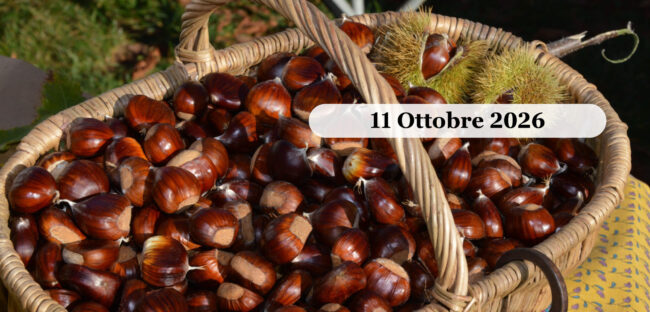 Cesto di castagne appena raccolte
