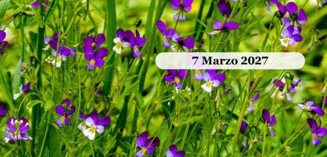 Violette selvatiche viola e bianche in fiore in un prato primaverile
