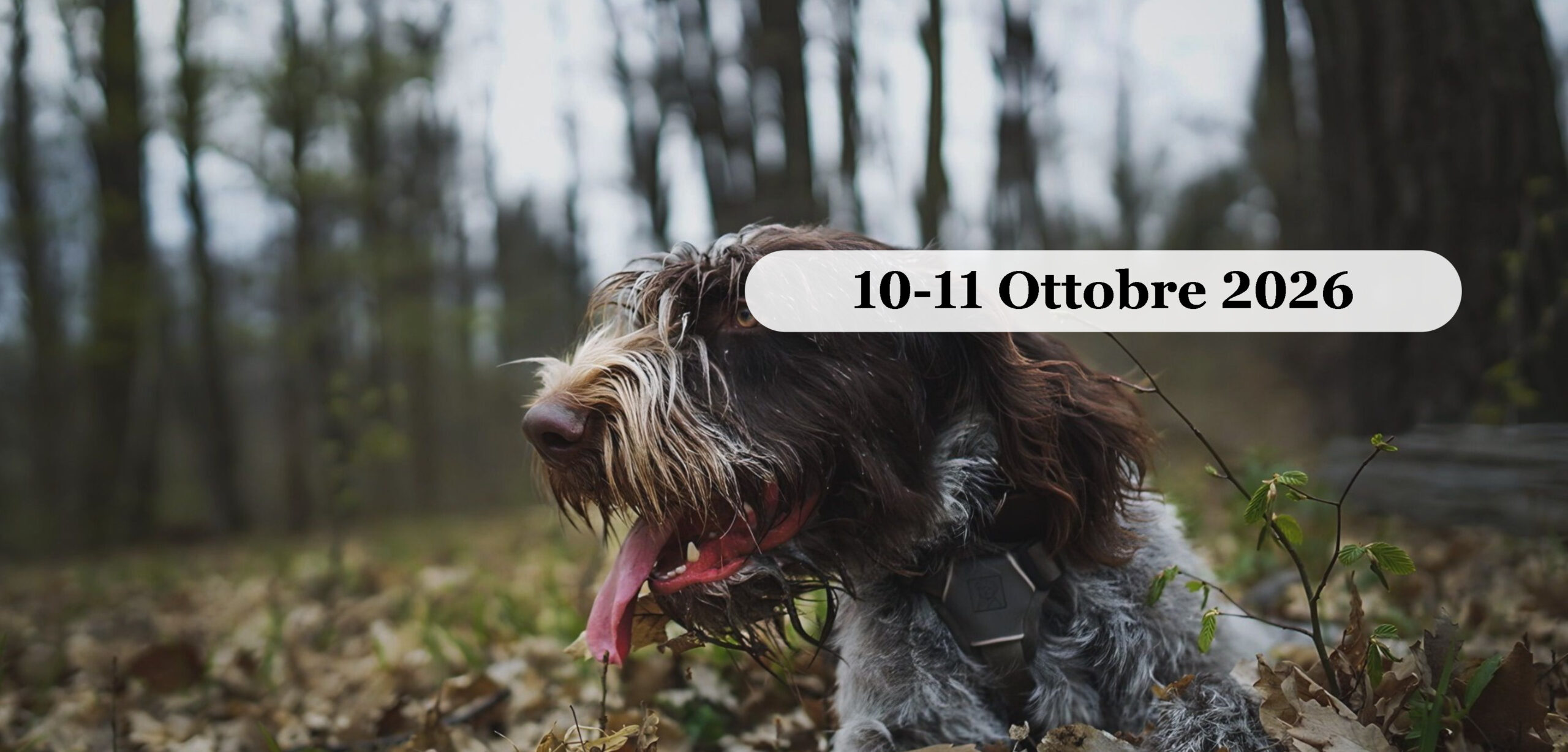 Romagna: la festa del tartufo a Sant’Agata Feltria Ottobre 2026 Cane da tartufo in un bosco della Romagna