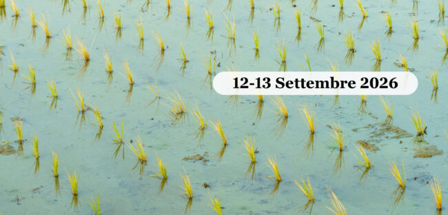 Risaie della pianura vercellese
