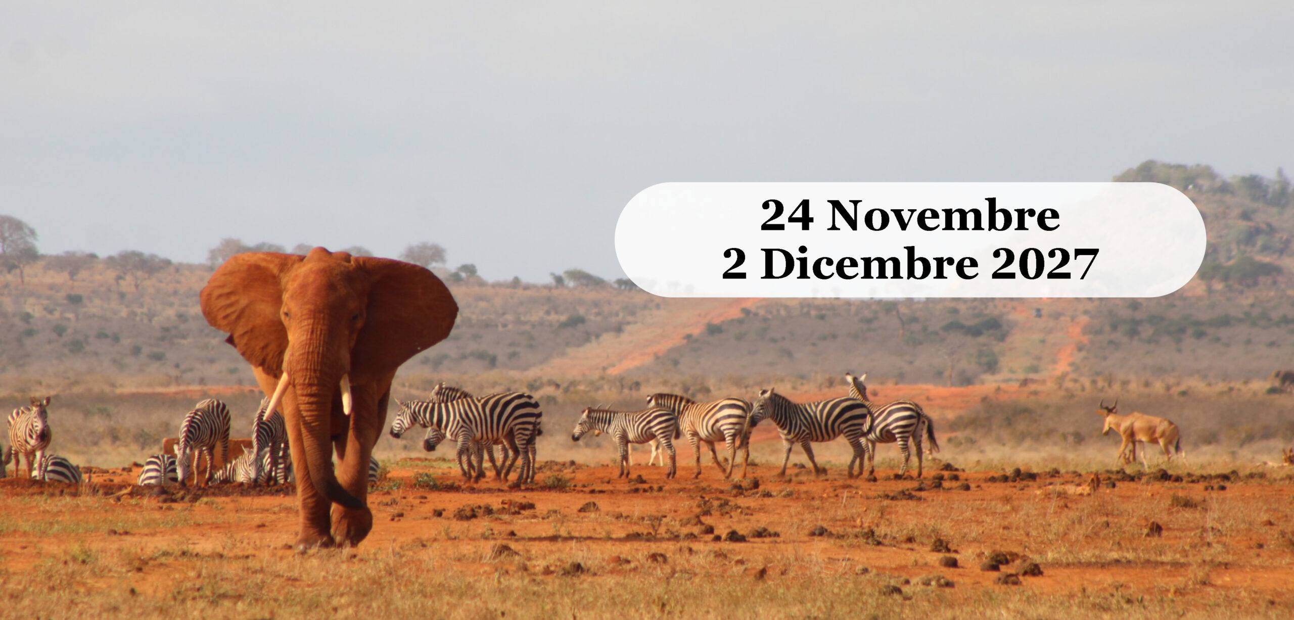 Kenya: Safari Tsavo Est e mare al Bravo Club Watamu Novembre 2027 Elefante rosso e zebre nel parco Tsavo Est in Kenya