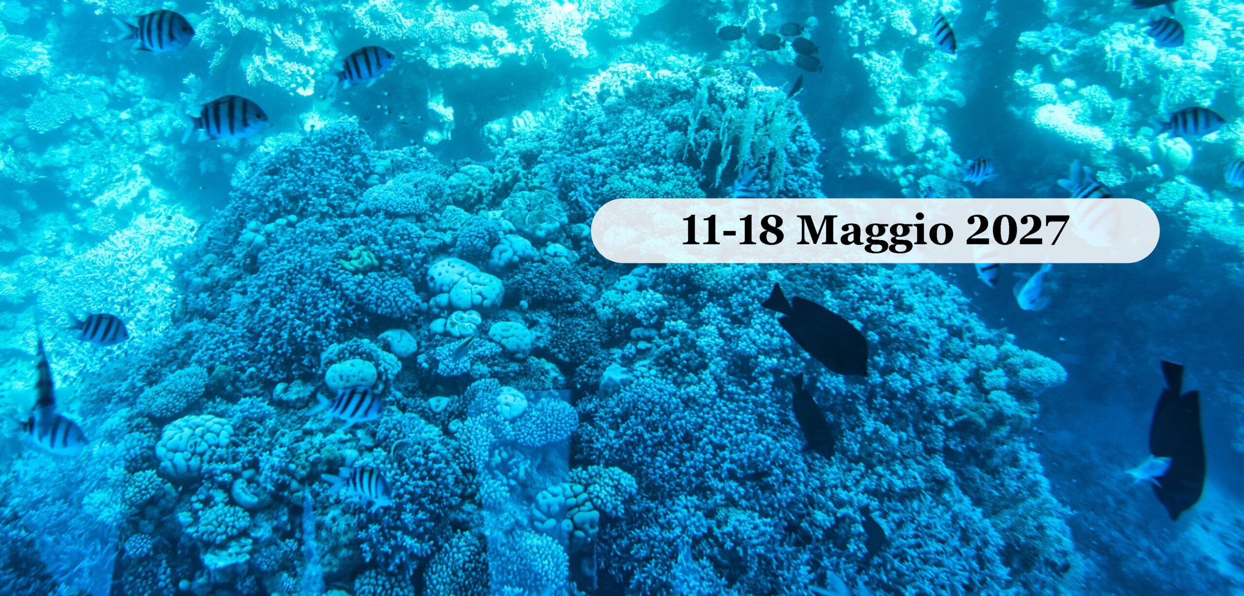 Barriera corallina e pesci nel Mar Rosso a Sharm El Sheikh