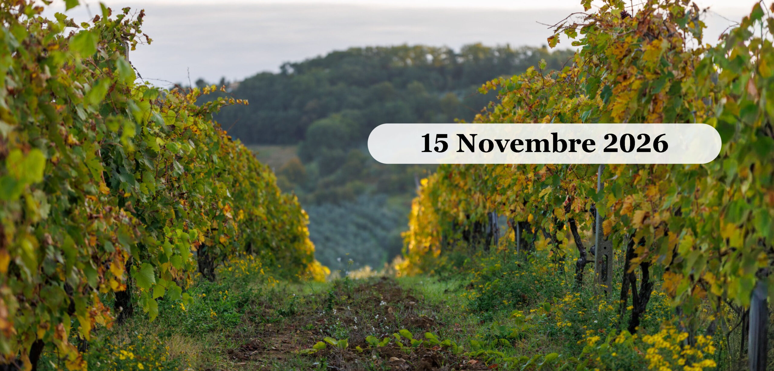 Una giornata sulla Strada del Vino nel Chianti e Monteriggioni Novembre 2026 Vigneti in autunno sulla Strada del Vino del Chianti