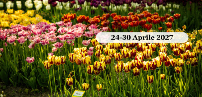 Campi di tulipani in fiore in Olanda, tour per il Festival dei Tulipani aprile 2027